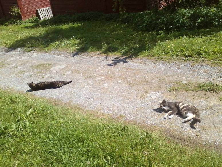 18815155_10155592573565649_3799228165342183987_o